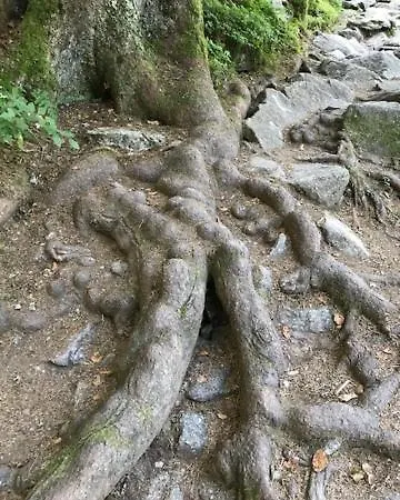 Daire Domaine La Bonne Dame - Hirondelle, Au Coeur Des Vosges Plainfaing